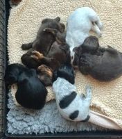 Cockachon Puppies for sale in Los Angeles, CA 90001, USA. price: NA