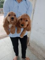 Cockalier Puppies for sale in Dadar, Mumbai, Maharashtra, India. price: 15 INR