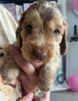 Cockalier Puppies for sale in Minneapolis, MN, USA. price: NA