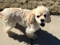 Cockalier Puppies for sale in Irving, TX 75062, USA. price: NA