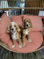 Cockalier Puppies for sale in Kirby Dr, Kirby, TX 78219, USA. price: NA