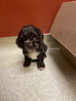 Cockalier Puppies for sale in Decatur, GA 30033, USA. price: NA