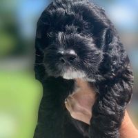 Cockapoo Puppies for sale in Lower Gwynedd Township, PA 19002, USA. price: NA