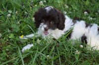 Cockapoo Puppies for sale in West Plains, MO 65775, USA. price: NA