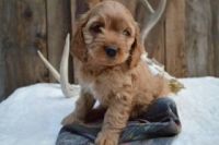 Cockapoo Puppies for sale in Windsor Mill, Milford Mill, MD 21244, USA. price: NA