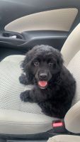 Cockapoo Puppies for sale in 10201 NW 58th St, Doral, FL 33178, USA. price: NA