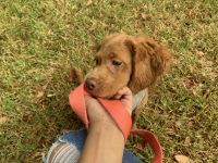 Cockapoo Puppies for sale in 17402 Justinwood Point, Tomball, TX 77375, USA. price: NA