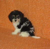 Cockapoo Puppies for sale in Austin, TX 78753, USA. price: NA