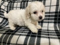 Cockapoo Puppies for sale in Helotes, TX, USA. price: NA