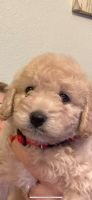 Cockapoo Puppies for sale in 4139 Forest Blvd, Jacksonville, FL 32246, USA. price: NA
