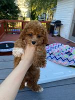 Cockapoo Puppies for sale in Germantown, MD, USA. price: NA
