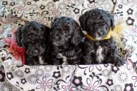 Cockapoo Puppies for sale in Fort Gibson, OK 74434, USA. price: NA