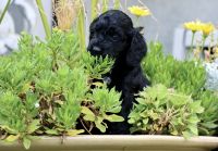Cockapoo Puppies for sale in Spanish Fork, UT 84660, USA. price: NA