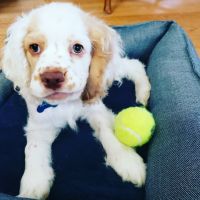 Cockapoo Puppies for sale in Lexington, NC, USA. price: NA