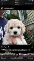 Cockapoo Puppies for sale in Batsto, NJ 08037, USA. price: NA