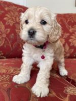 Cockapoo Puppies for sale in Meridian, ID, USA. price: NA