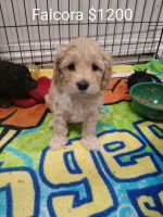 Cockapoo Puppies for sale in Olney, MD, USA. price: NA