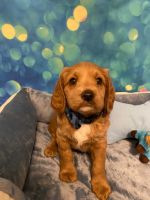 Cockapoo Puppies for sale in Palm Shores, FL 32940, USA. price: NA