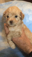 Cockapoo Puppies for sale in Anderson County, SC, USA. price: NA