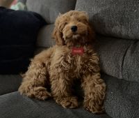 Cockapoo Puppies for sale in Englewood, NJ 07631, USA. price: NA