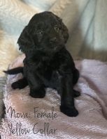 Cockapoo Puppies for sale in Higginsville, MO 64037, USA. price: NA