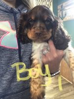 Cockapoo Puppies for sale in Continental, OH 45831, USA. price: NA