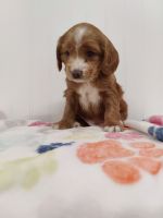 Cockapoo Puppies for sale in Grand Rapids, MI, USA. price: NA