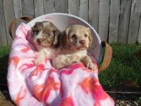 Cockapoo Puppies for sale in Millersburg, OH 44654, USA. price: NA