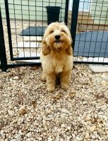 Cockapoo Puppies for sale in Morrisville, PA 19067, USA. price: NA