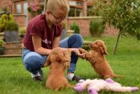 Cockapoo Puppies for sale in Kuwait St, Fayetteville, NC 28303, USA. price: NA