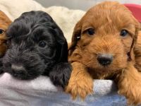 Cockapoo Puppies for sale in Central Louisiana, LA, USA. price: NA
