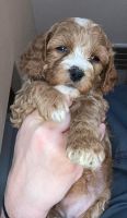 Cockapoo Puppies for sale in Grand Junction, CO, USA. price: NA
