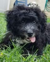 Cockapoo Puppies for sale in Coatesville, PA 19320, USA. price: NA