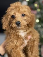 Cockapoo Puppies for sale in 3 Oakwood Ave, Norwalk, CT 06850, USA. price: NA