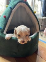 Cockapoo Puppies for sale in Athens, GA, USA. price: NA