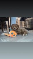 Cockapoo Puppies for sale in Euclid, OH, USA. price: NA