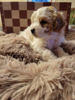 Cockapoo Puppies for sale in 2602 Treecrest Pkwy, Decatur, GA 30035, USA. price: NA