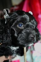 Cockapoo Puppies for sale in Lamar, MO 64759, USA. price: NA