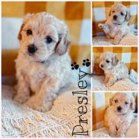Cockapoo Puppies for sale in Fort Wayne, IN 46845, USA. price: NA