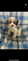 Cockapoo Puppies for sale in Bronx, NY, USA. price: NA