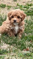 Cockapoo Puppies for sale in Calvary, KY 40033, USA. price: NA