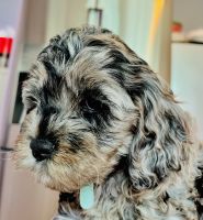 Cockapoo Puppies for sale in Fort Oglethorpe, GA, USA. price: NA