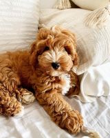 Cockapoo Puppies for sale in Jacksonville, FL, USA. price: NA