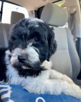 Cockapoo Puppies for sale in Chattanooga, TN, USA. price: NA