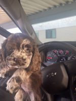 Cockapoo Puppies for sale in Phillips Ranch, CA 91766, USA. price: NA