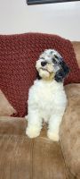 Cockapoo Puppies for sale in Elkhart, IN, USA. price: NA