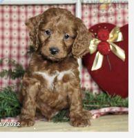 Cockapoo Puppies for sale in Rock Cave, WV 26234, USA. price: NA