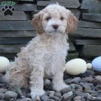 Cockapoo Puppies for sale in Holyoke, MA, USA. price: NA