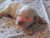 Cockapoo Puppies for sale in South Bend, IN 46628, USA. price: NA