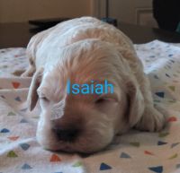 Cockapoo Puppies for sale in South Bend, IN 46628, USA. price: NA